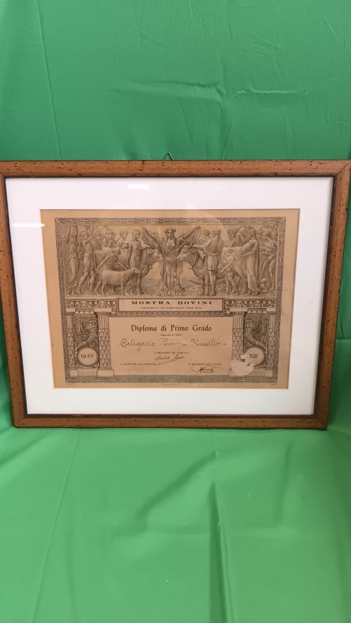 Antica stampa mostra bovini Vercelli 1935