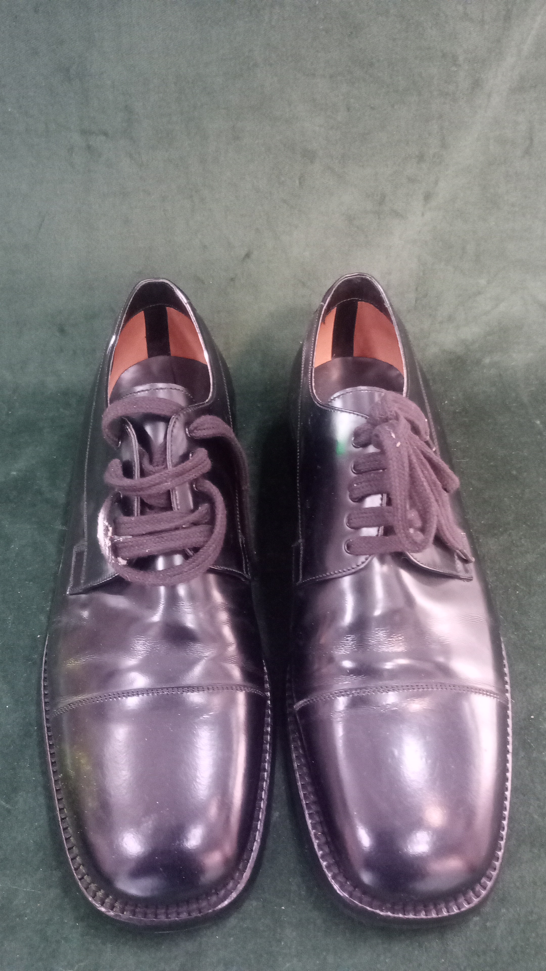 sc. POLLINI n.8.5