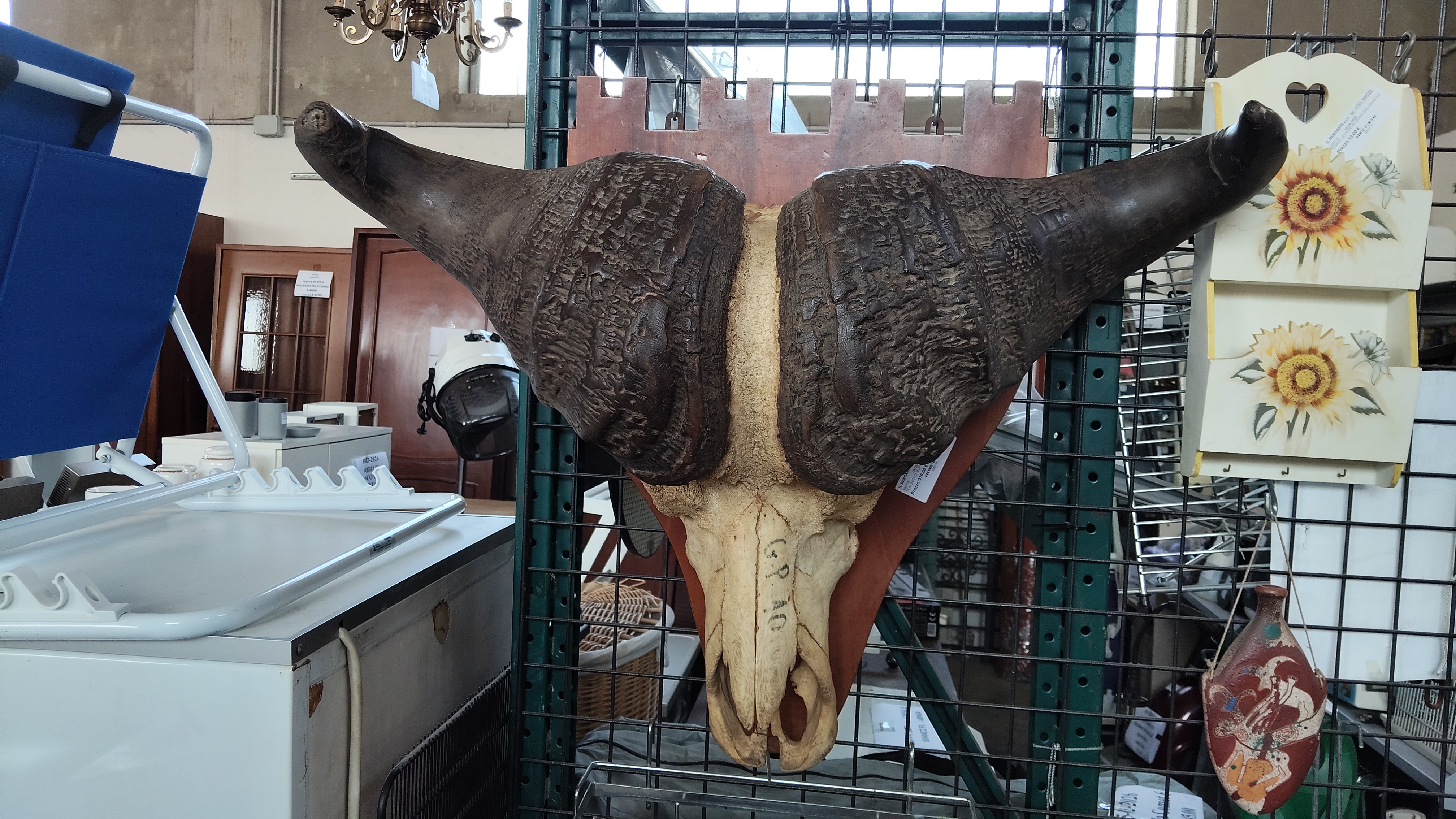 TESCHIO DI BUFALO D&lsquo;AFRICA